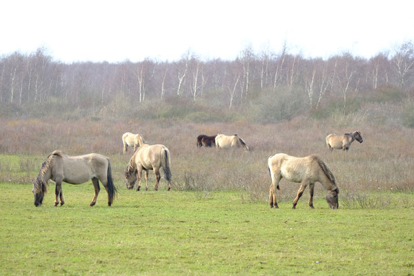 Konikpaarden Nationaal Park Lauwersmeer