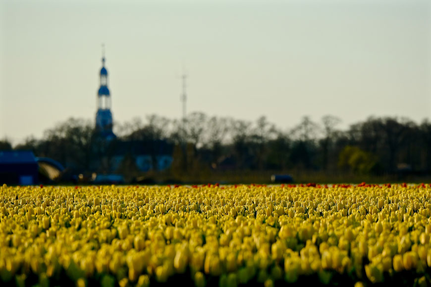 Tulpenvelden in Groningen 2024