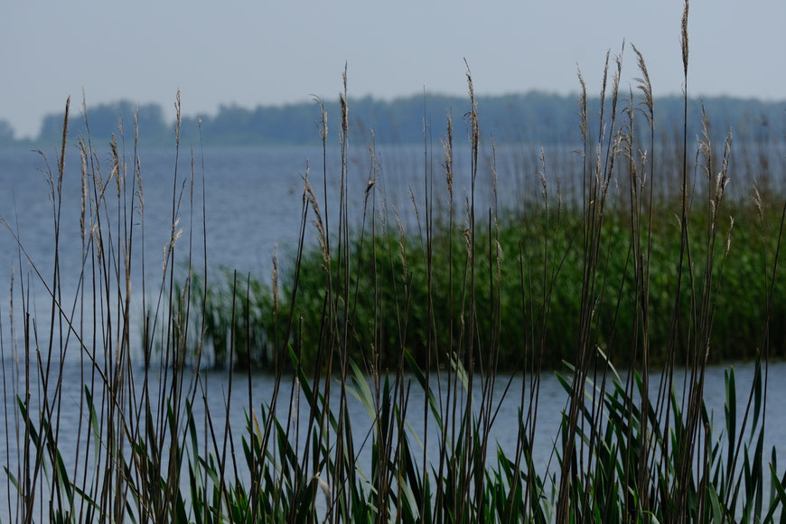 Lauwersmeergebied parel van de natuur