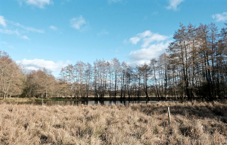 Wandelen in het Metbroekbos