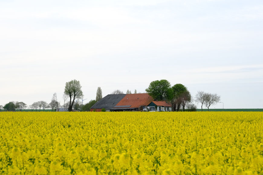 Koolzaadvelden in Groningen 2023