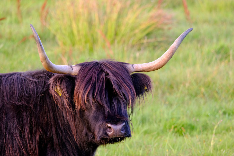 Schotse hooglanders spotten