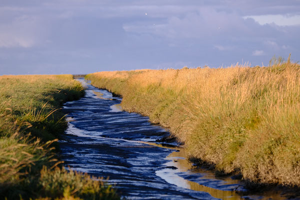 Groningse Wildernis